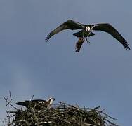 Western Osprey