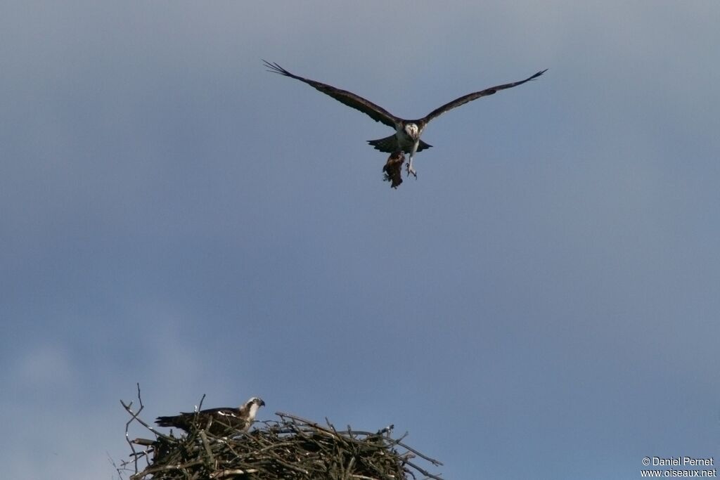 Western Osprey adult, Reproduction-nesting