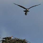 Western Osprey