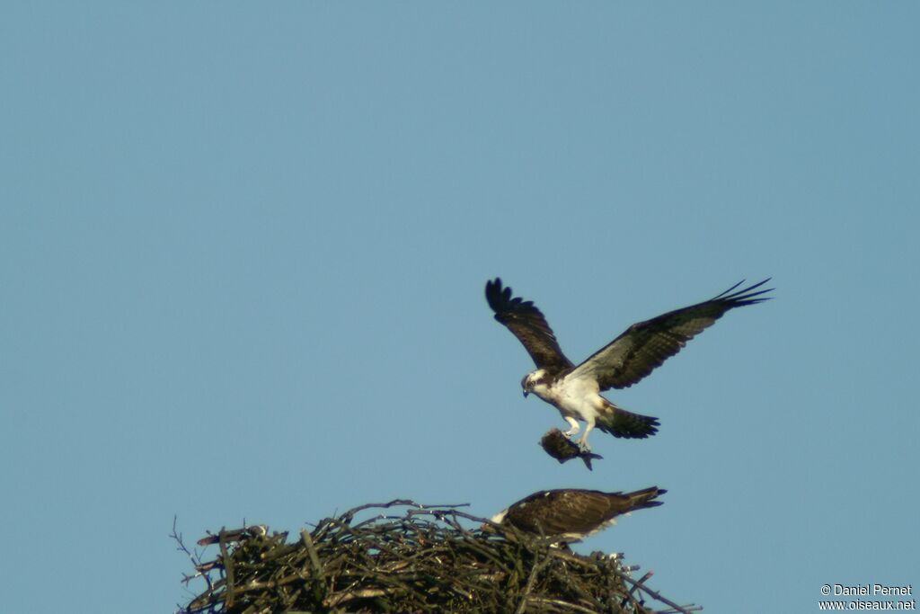 Western Osprey adult, Reproduction-nesting