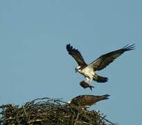 Western Osprey