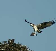 Western Osprey