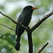 Black-fronted Nunbird