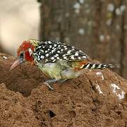 Red-and-yellow Barbet