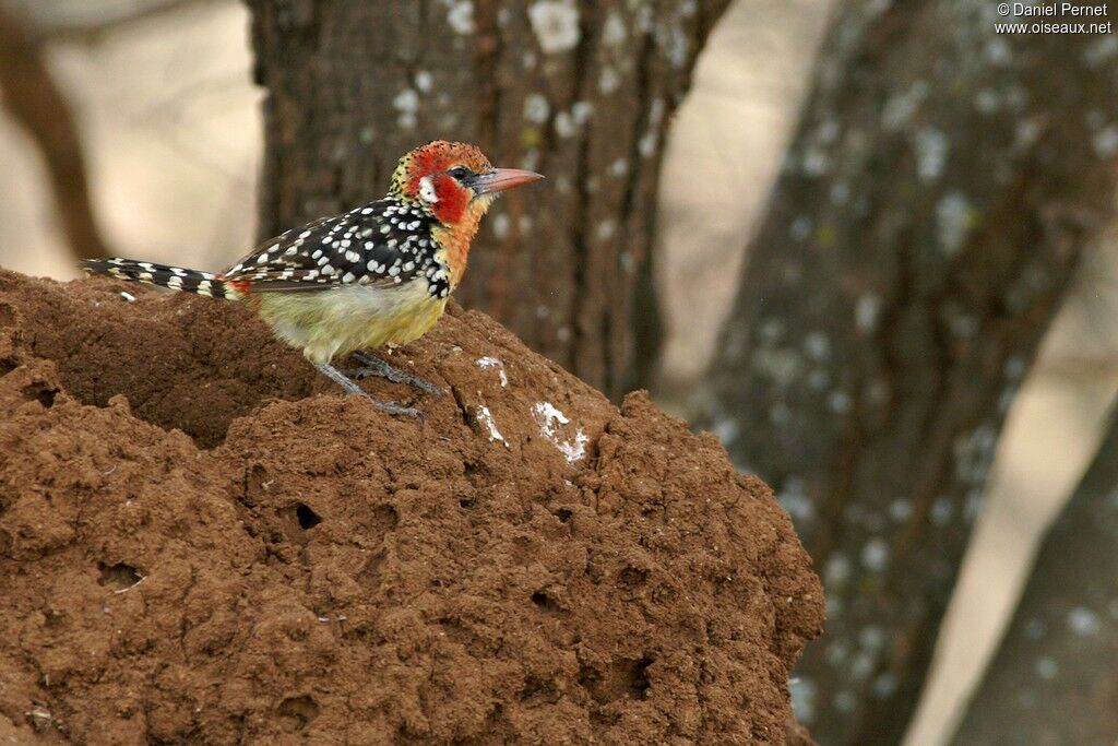 Red-and-yellow Barbet male adult, identification