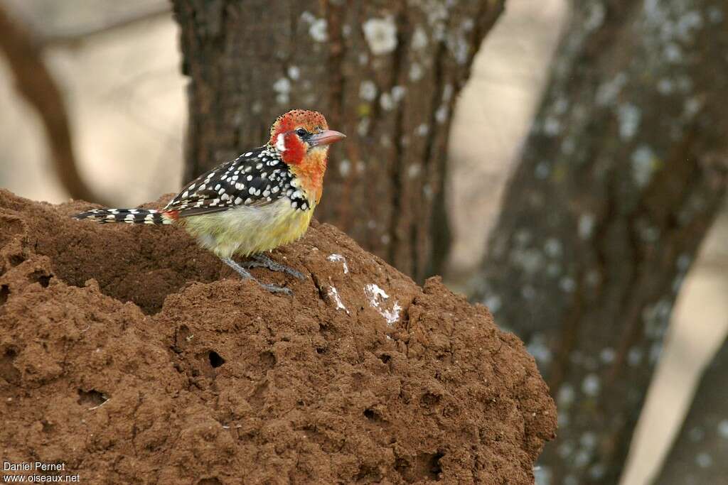 Red-and-yellow Barbet male adult, Behaviour