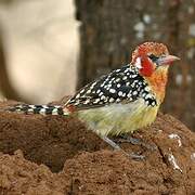 Red-and-yellow Barbet