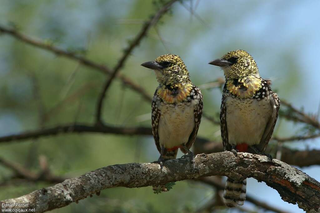 D'Arnaud's Barbet male adult, habitat, pigmentation