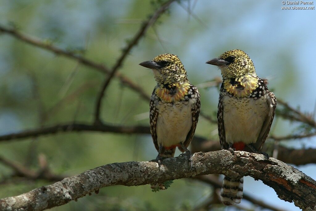 D'Arnaud's Barbet (usambiro) adult, identification