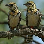 Usambiro Barbet