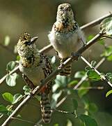 Usambiro Barbet