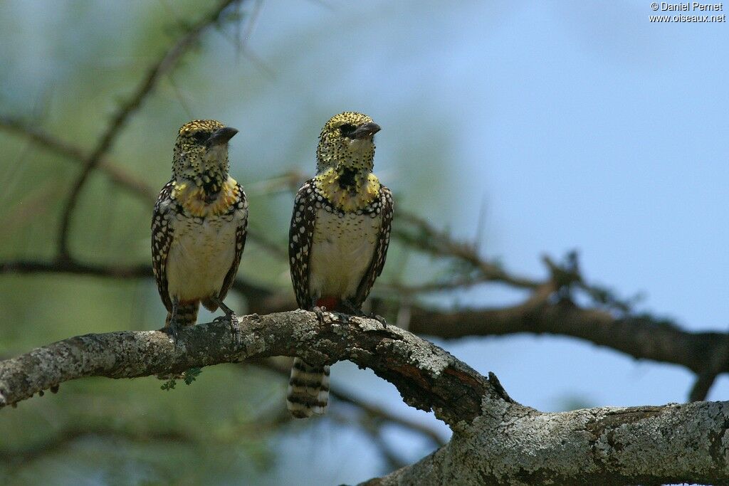 Usambiro Barbetadult, Behaviour