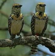 Usambiro Barbet