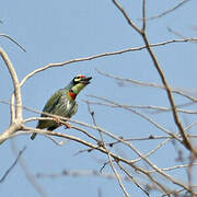 Coppersmith Barbet