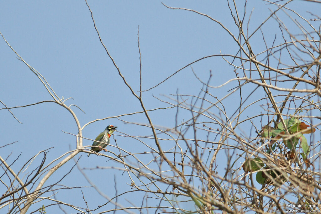 Coppersmith Barbetadult, identification, habitat