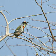 Coppersmith Barbet