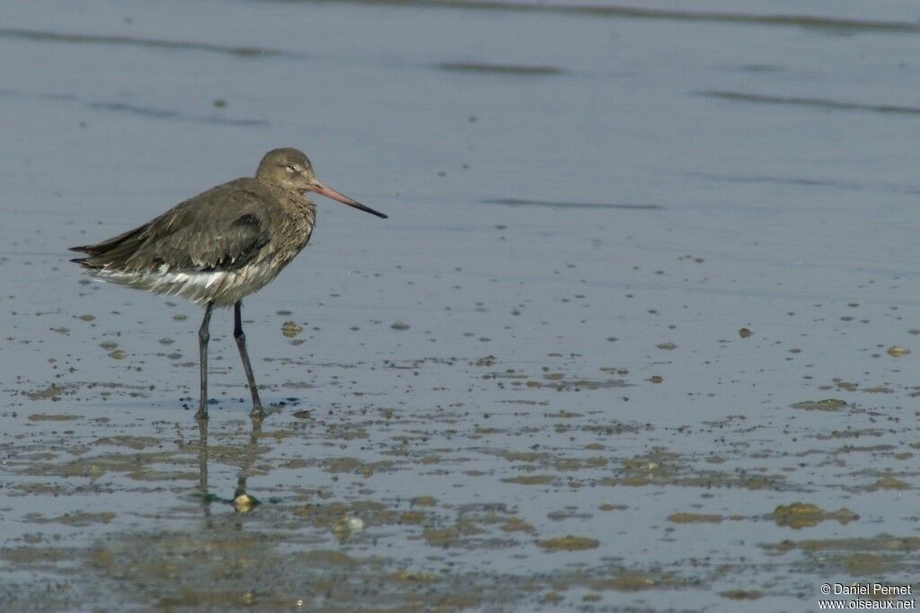 Black-tailed Godwitadult, identification