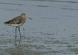 Black-tailed Godwit