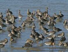 Black-tailed Godwit