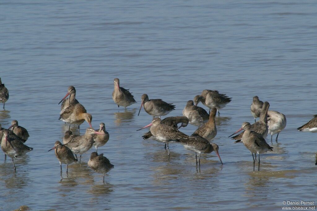 Black-tailed Godwitadult, Behaviour