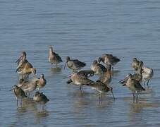 Black-tailed Godwit