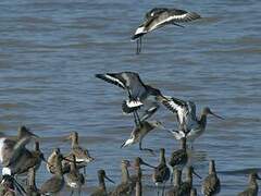 Black-tailed Godwit