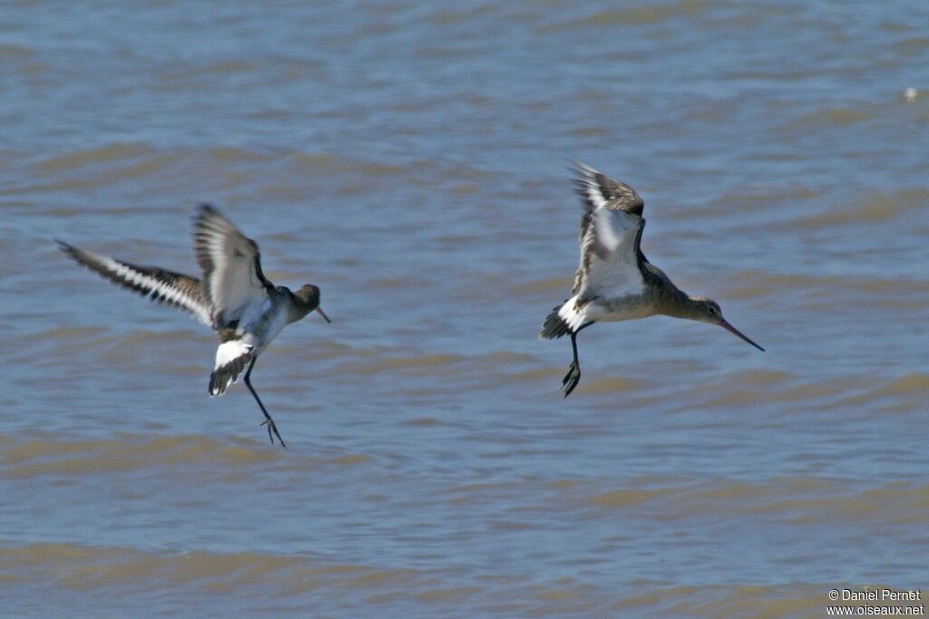 Black-tailed Godwitadult, Behaviour