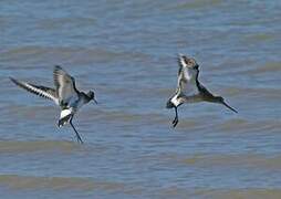 Black-tailed Godwit