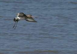 Black-tailed Godwit