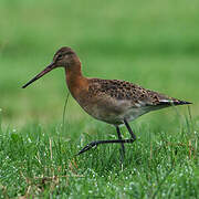 Black-tailed Godwit