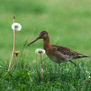 Black-tailed Godwit