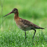 Black-tailed Godwit