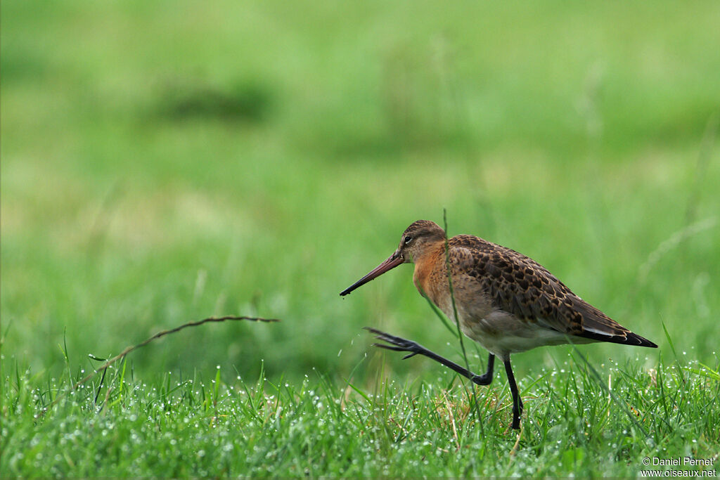 Black-tailed Godwitadult, identification