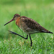 Black-tailed Godwit