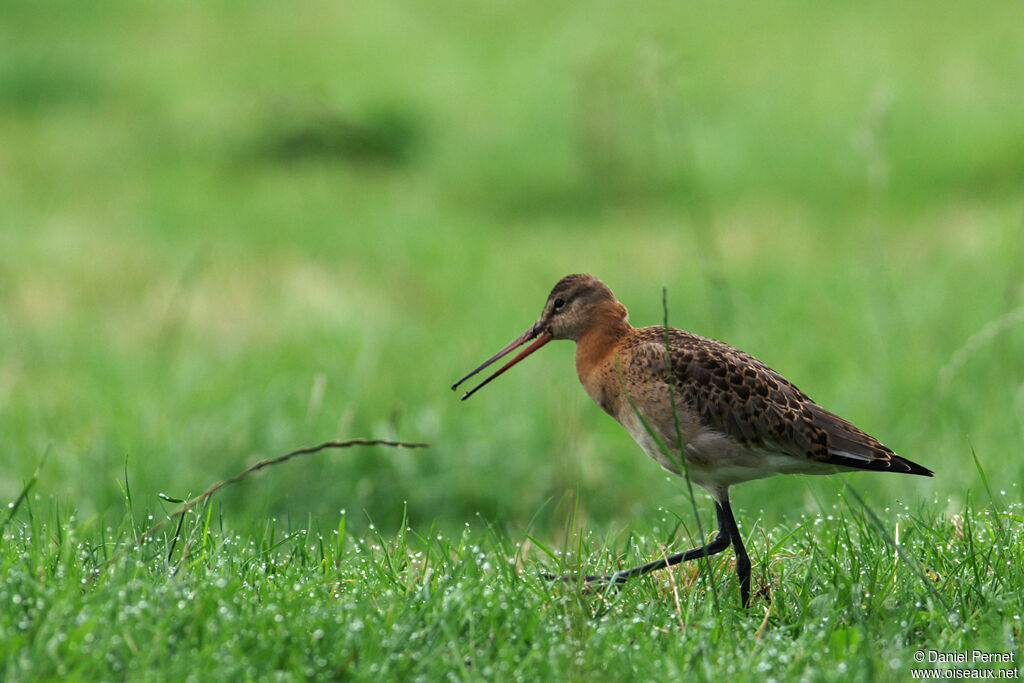 Black-tailed Godwitadult, identification