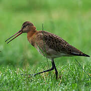 Black-tailed Godwit