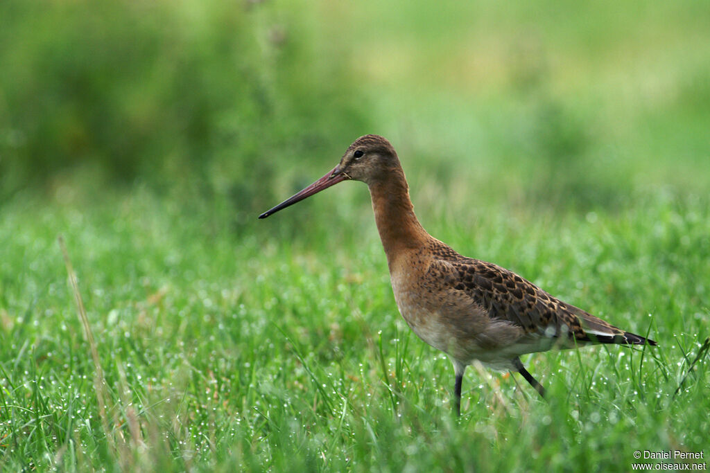 Black-tailed Godwitadult, identification