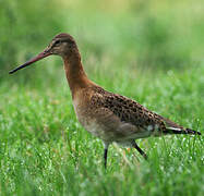 Black-tailed Godwit