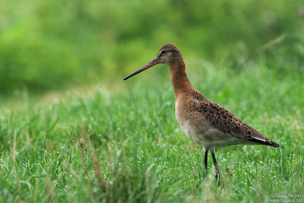 Black-tailed Godwitadult, identification