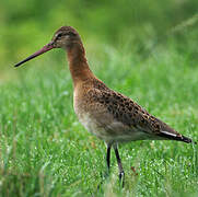 Black-tailed Godwit