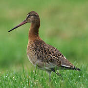 Black-tailed Godwit