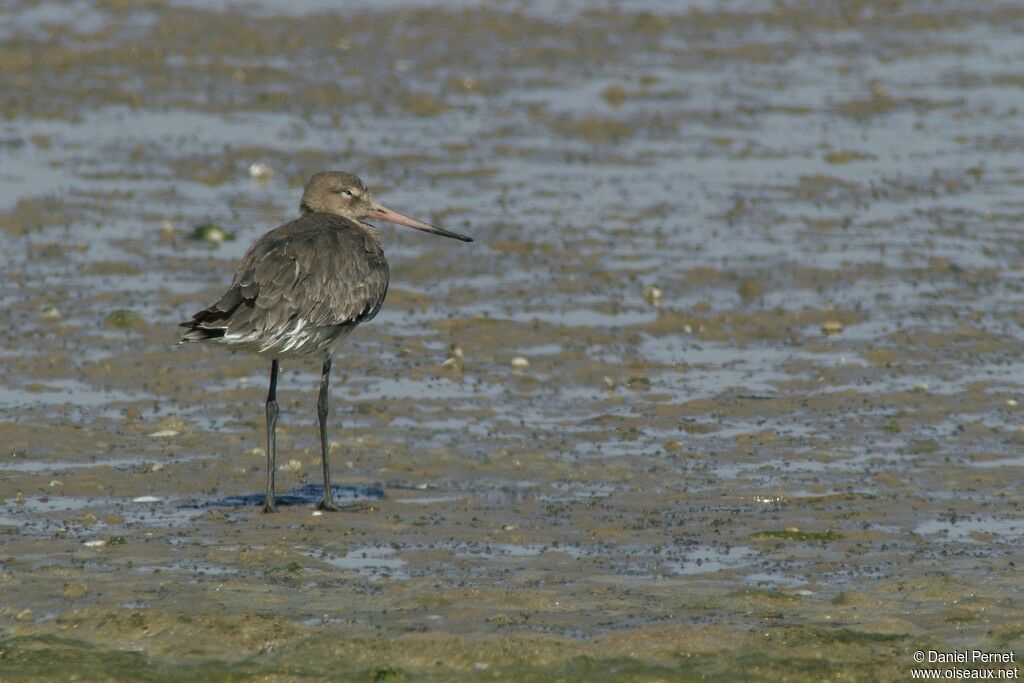 Black-tailed Godwitadult, identification