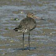 Black-tailed Godwit