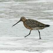 Bar-tailed Godwit