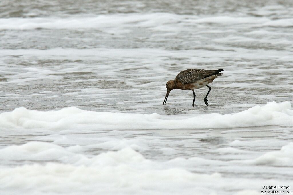 Bar-tailed Godwitadult, identification, feeding habits