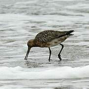 Bar-tailed Godwit