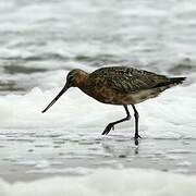 Bar-tailed Godwit