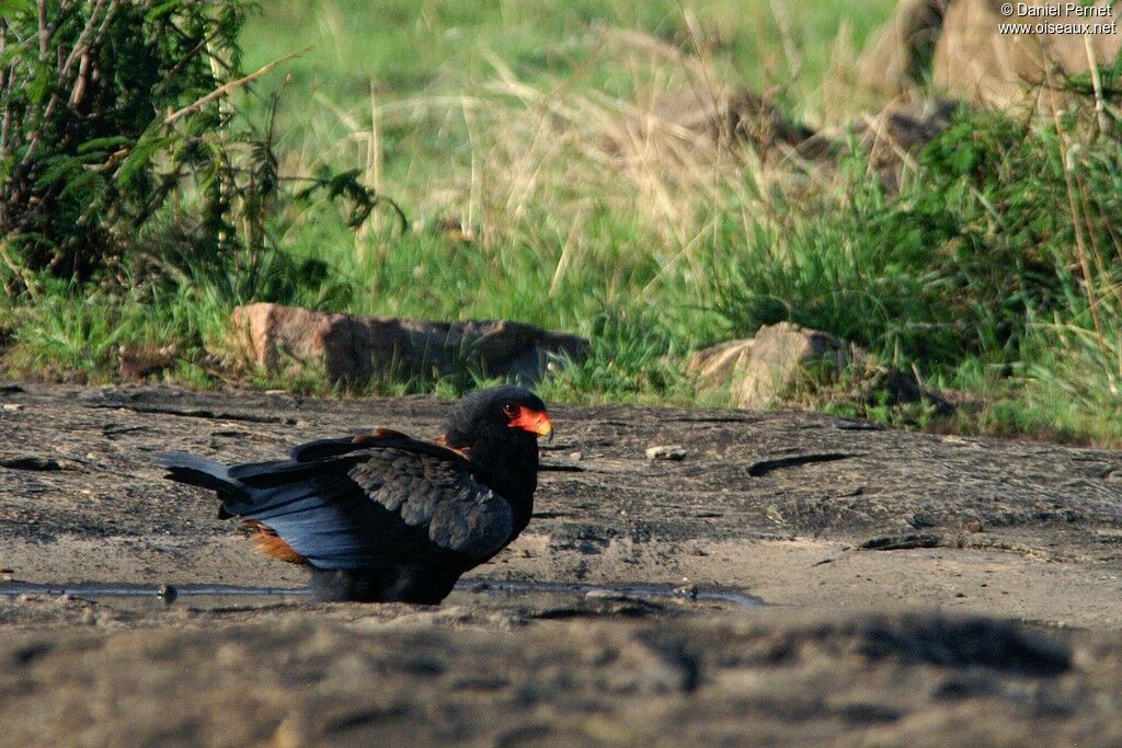 Bateleur des savanesadulte, identification