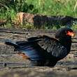 Bateleur des savanes