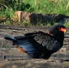 Bateleur des savanes